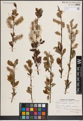 Foto von Salix discolor Muhl.